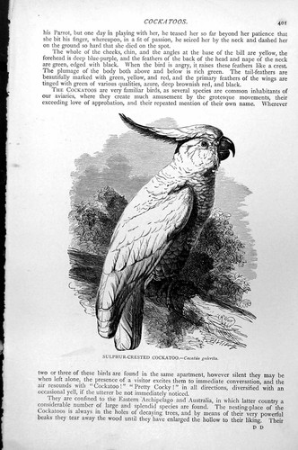 Original old antique print - original,