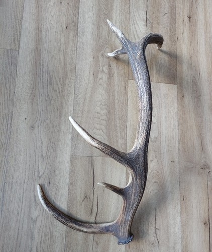 Highland red deer - red,