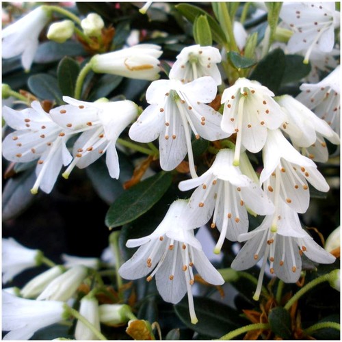 Litre dwarf rhododendron - litre,