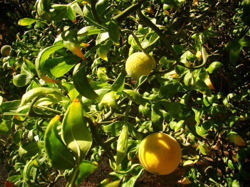 Contorted hardy lemon - hardy, japanee