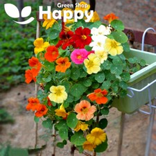 NASTURTIUM DWARF -  WHIRLEYBIRD DOUBLE - 20 SEEDS - Tropaeolum nanum - COMPACT 