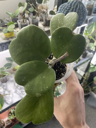 Hoya kerrii splash - hoya,