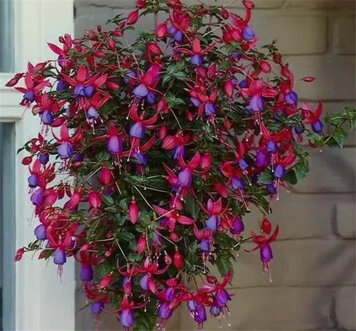 Fuchsia angela quality plant - fuchsia, angela,
