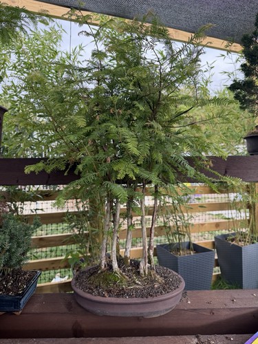 Large dawn redwood bonsai - bonsai, tree