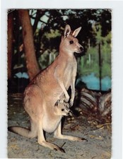Postcard Great Grey Kangaroo Australia