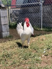 Purebred White Leghorn