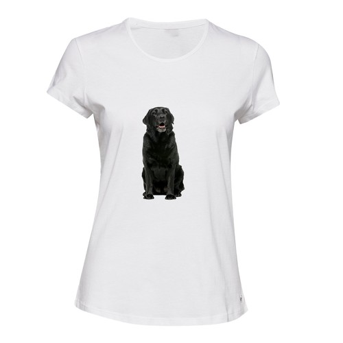 Cute black labrador dog - au,
