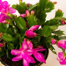 Christmas cactus purple indoor - christmas,