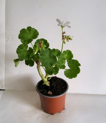 White geranium - geranium, (pelargonium)