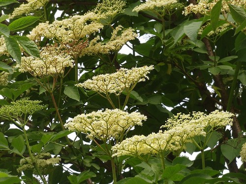 Wild elder sambucus nigra - wild, [sambucus