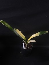 Clivia miniata Akebono Variegated Leaf. UK National Collection holders