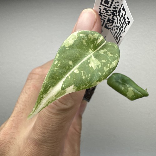 Alocasia maharani variegata - alocasia,