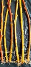 Willow Salix Scarlet 6 x Rooted cuttings for Basketry, florestry, weaving hedges