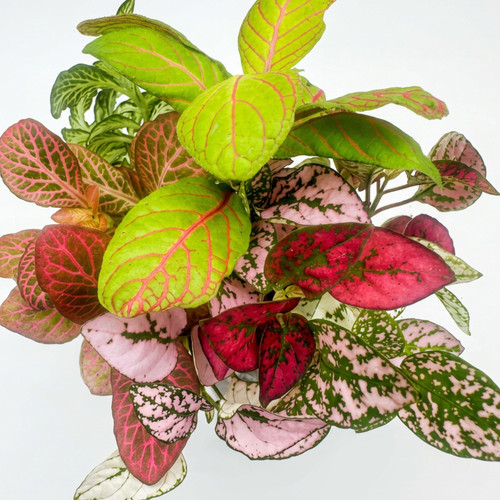 Mixed terrarium plug plants - 6,