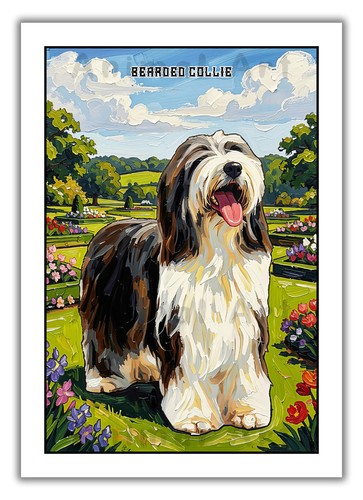 Bearded collie vibrant - bearded,