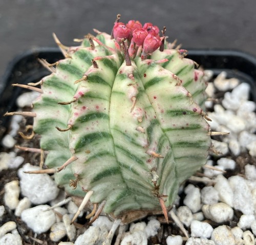 Euphorbia meloformis - euphorbia,