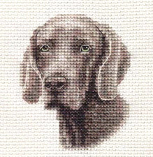 WEIMARANER dog, puppy  Full