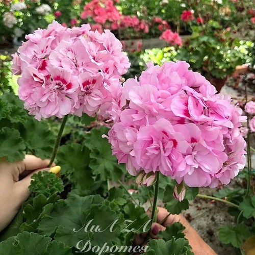 Pelargonium lia dorothea - pelargonium,