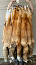 Tanned Canada   Red Fox Winter