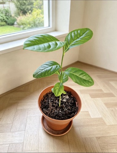 Zara lembu plant lemon - zara, (