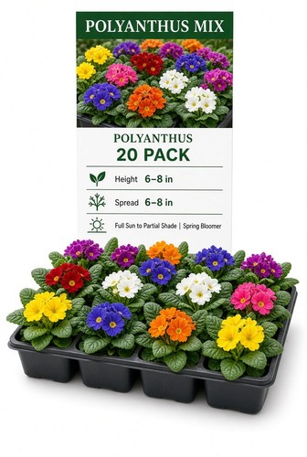 Polyanthus plants primula - x,