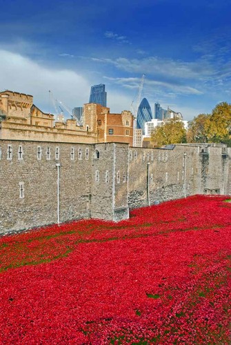 Tower london poppy - tower, of