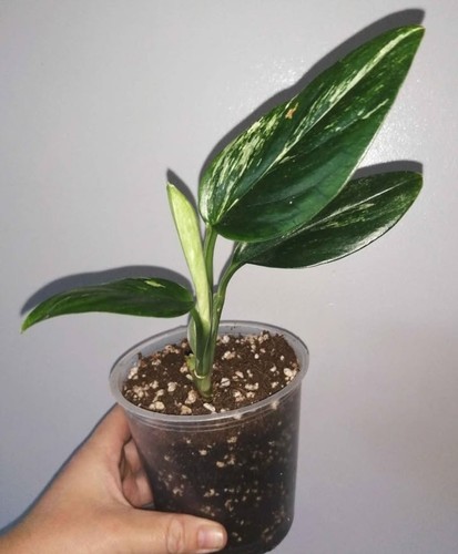 Monstera standleyana cobra - standleyana,