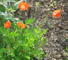 Red Welsh Poppy - Meconopsis cambrica 'Frances Perry' - 50 Seeds