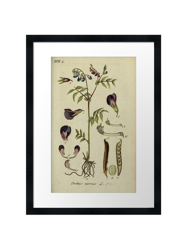 Botanical framed wall art - botanical,