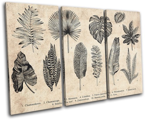 Botanical illustration - botanical,