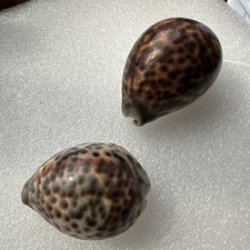 Set two tiger cowry - of, shells