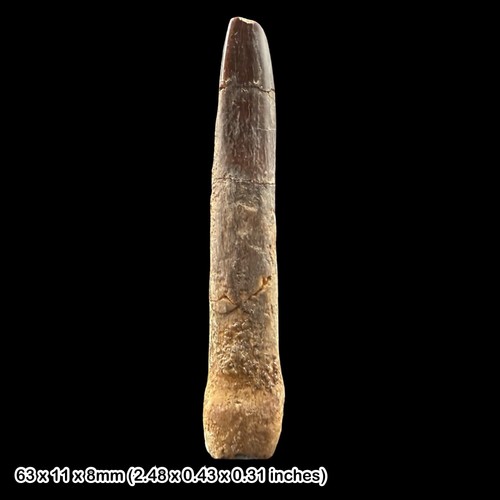 Rebbachisaurus dinosaur tooth - rebbachisaurus,
