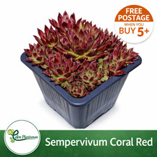 Sempervivum 'Coral Red' Alpine