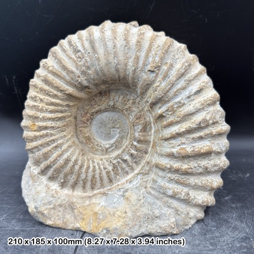 Large fossilised mantelliceras - fossilised,