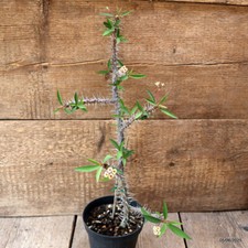 D4479 EUPHORBIA MILII
