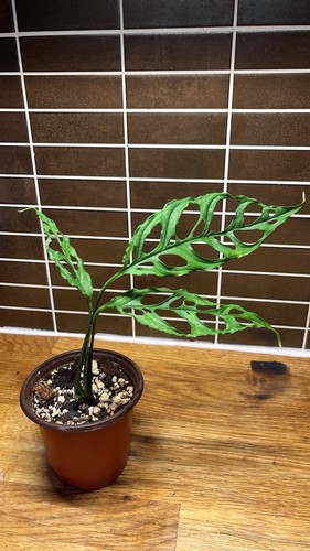 Monstera obliqua peru - monstera, |