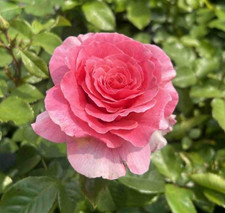 DEAREST JOAN - Pink Floribunda