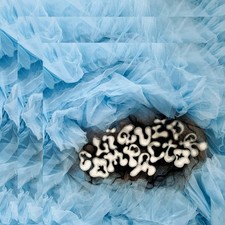 Penny & The Pits Liquid