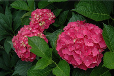 HYDRANGEA MACROPHYLLA