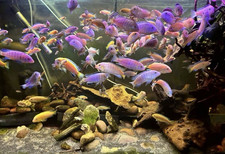 Lake malawi colourful mixed - colourful,