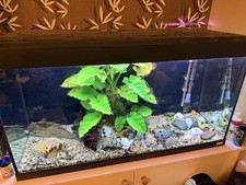 Fluval Roma 200 Aquarium