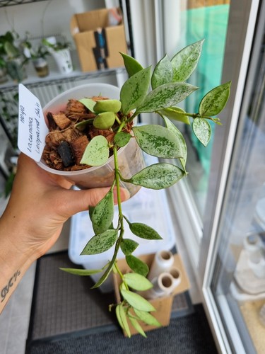 Hoya lacunosa leopard skin