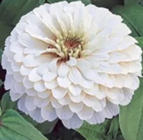Zinnia polar bear - x,