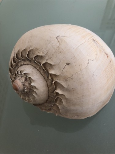 Large 20cm melon seashell - 18-20cm,