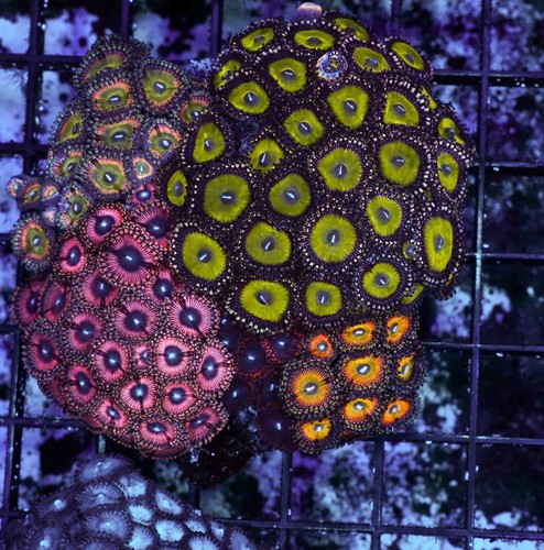 Multi zoanthid rock wysiwyg - wysiwyg,