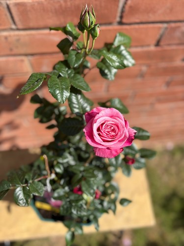 Beautiful hybrid tea - beautiful,