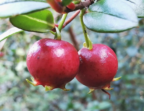 Rare chilean myrtle - rare,