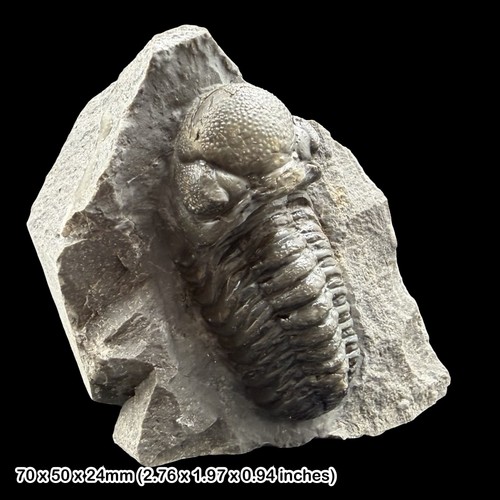 Reedops trilobite fossil - reedops, a