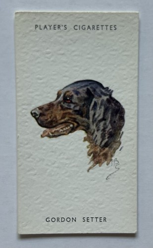 Player dogs heads - player’s,