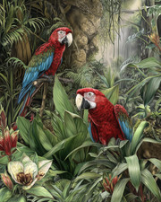 8x10 Scarlet Macaws pair in